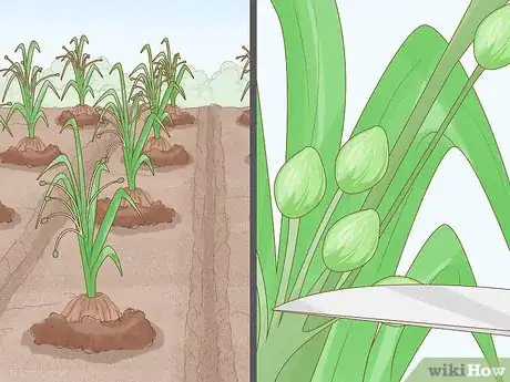 Image titled Grow Adlai Rice Step 13