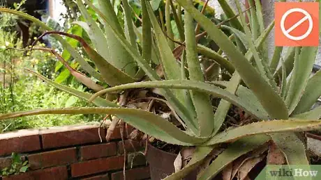 Image titled Plant Aloe Vera Step 14