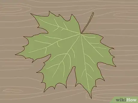 Image titled Identify Sugar Maple Trees Step 1