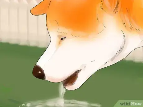 Image titled Care for an Akita Inu Dog Step 15