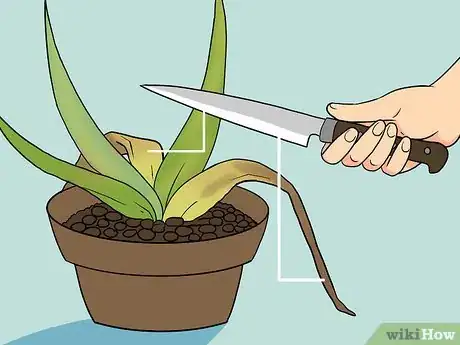 Image titled Revive a Dying Aloe Vera Plant Step 14