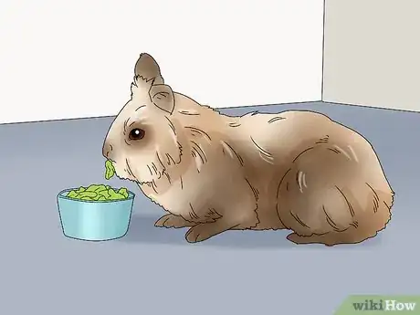 Image titled Care for Lionhead Rabbits Step 10