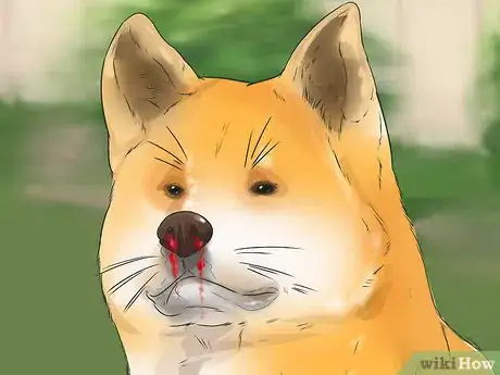 Image titled Care for an Akita Inu Dog Step 18