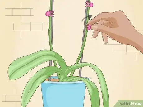 Image titled Get Orchids to Rebloom Step 2