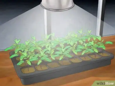 Image titled Grow Hydroponic Tomatoes Step 11