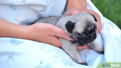 Image titled Bathe a Newborn Puppy Step 5