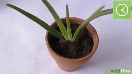 Image titled Plant Aloe Vera Step 22