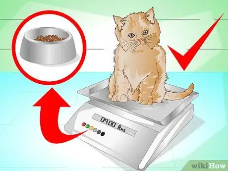 Image titled Put Weight on a Cat Step 12