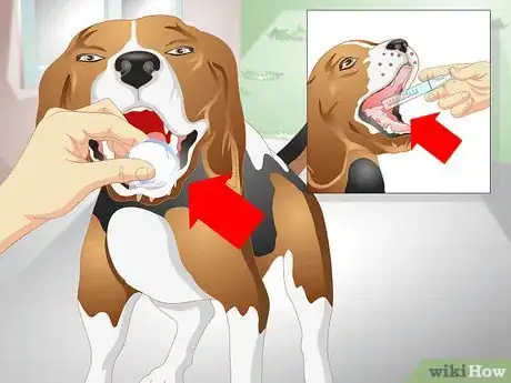 Image titled Get a Sick Dog to Drink Step 9