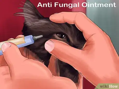 Image titled Treat a Cat for Eye Inflammation Step 10