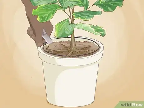 Image titled Repot a Fiddle Leaf Fig Step 5