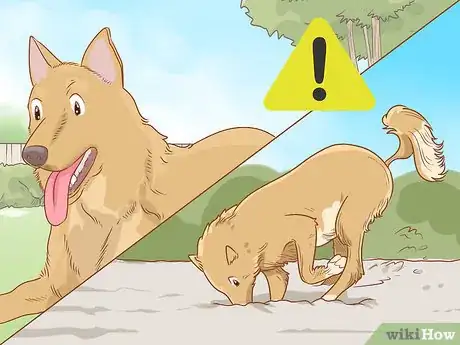 Image titled Care for a Dog Before, During, and After Pregnancy Step 11