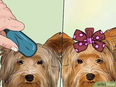 Image titled Groom a Yorkshire Terrier Step 17