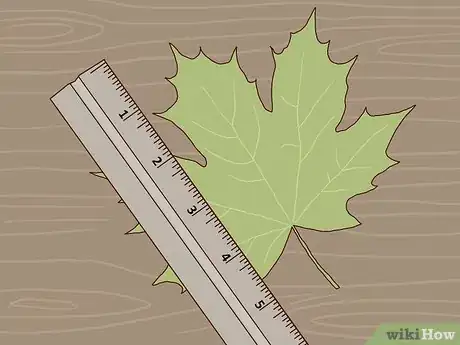 Image titled Identify Sugar Maple Trees Step 5