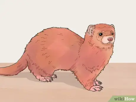 Image titled Deworm a Ferret Step 10