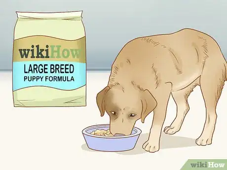 Image titled Care for Dogs Step 4