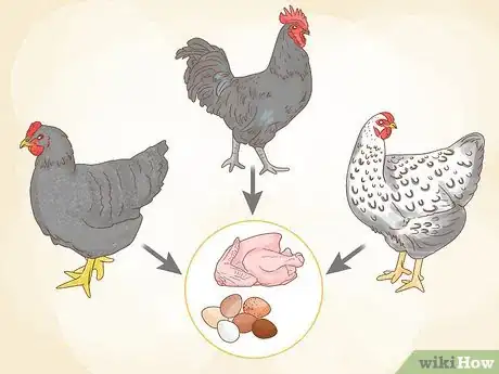 Image titled Start a Chicken Farm Step 15