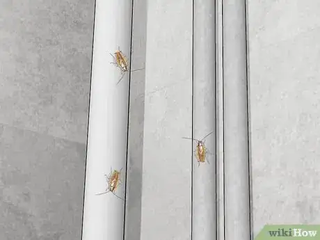 Image titled Identify a Cockroach Step 12