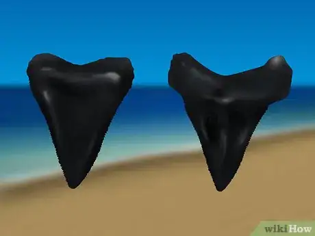 Image titled Find Shark Teeth Step 9