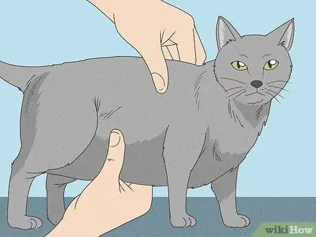 Image titled Determine if Your Cat is Overweight Step 3