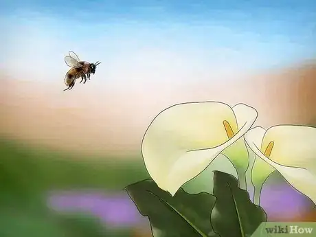 Image titled Care for an Injured Honeybee Step 9