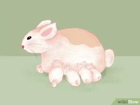 Image titled Take Care of a Pregnant Rabbit Step 12