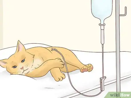 Image titled Feed a Feline Cancer Patient Step 16