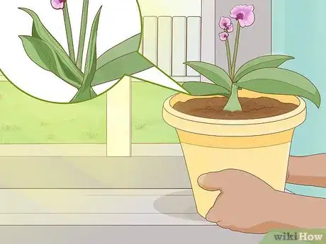 Image titled Revive an Orchid Plant Step 6