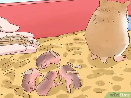 Image titled Care for Hamster Babies Step 15