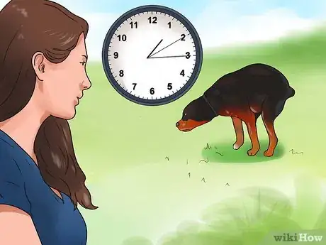 Image titled Train a Rottweiler Step 18