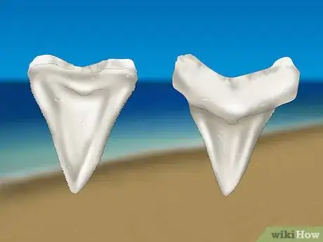 Image titled Find Shark Teeth Step 8