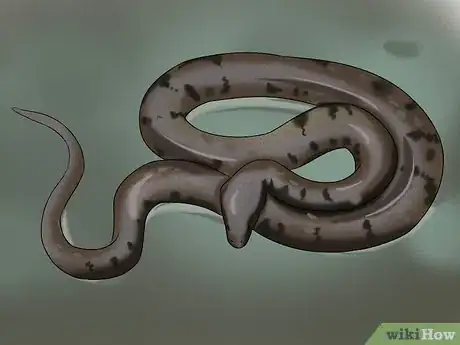 Image titled Identify Garden Snakes Step 2