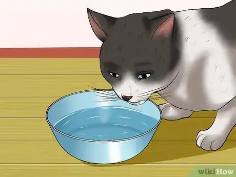 Image titled Prevent Urinary Tract Infections in Cats Step 3