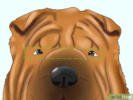 Image titled Identify a Shar‐Pei Step 2