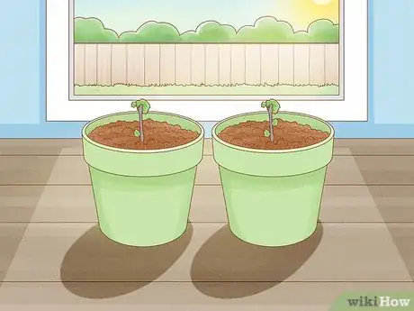 Image titled Grow Grape Vine Cuttings Step 11