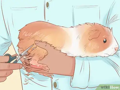 Image titled Diagnose and Treat Urinary Problems in Guinea Pigs Step 14