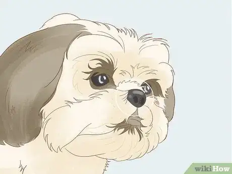 Image titled Identify a Shih Tzu Step 5