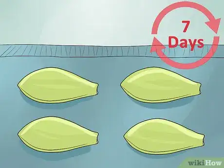 Image titled Propagate Succulents from Leaves Step 4