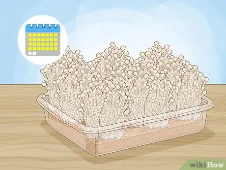 Image titled Grow Enoki Mushrooms Step 14