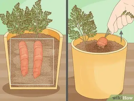 Image titled Grow Carrots in Pots Step 16