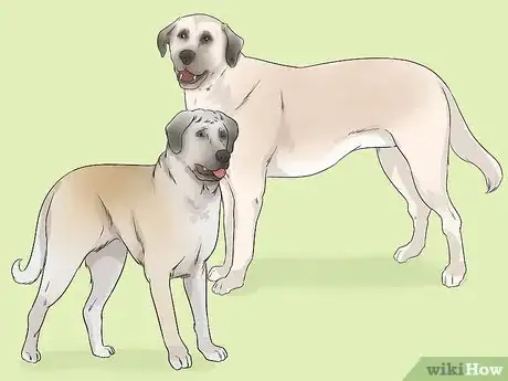 Image titled Identify a Kangal Dog Step 4