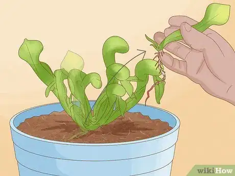 Image titled Propagate Pitcher Plants Step 19