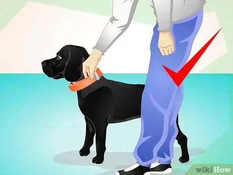 Image titled Use an Electronic Dog Training Collar Step 10