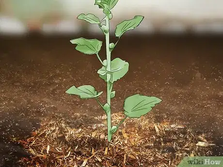 Image titled Grow Hollyhocks Step 12