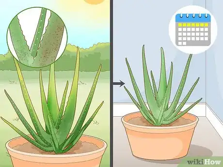 Image titled Prevent Aloe Vera Leaves from Turning Brown Step 9