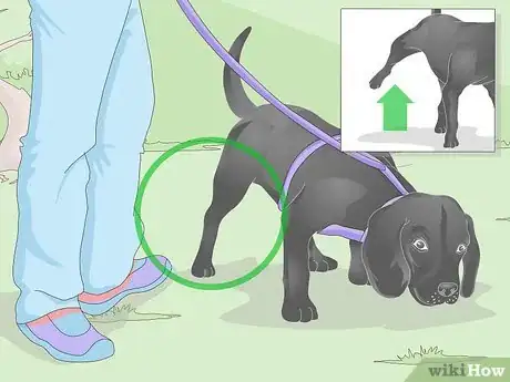 Image titled Get a Urine Sample from a Male Dog Step 5