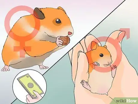 Image titled Breed Syrian Hamsters Step 4