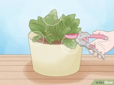 Image titled Why Does Your Plant Have White Spots Step 5