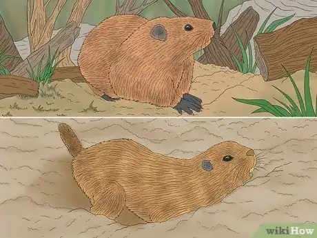 Image titled Gopher vs Groundhog Step 5