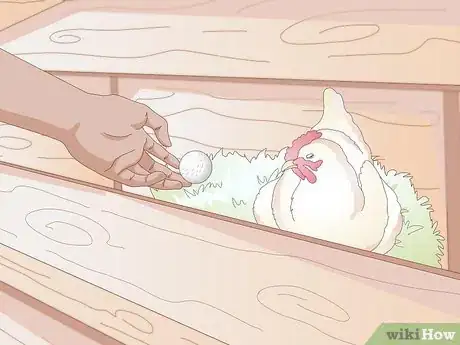 Image titled Get Your Hen to Become Broody Step 2